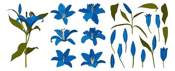 Set of isolated hand drawn blue lily flower vector