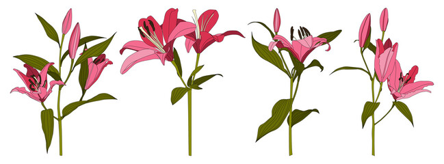 Set of isolated hand drawn pink lily flower vector