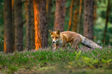 Naklejka na ściany i meble Fox at sunrise. Red fox, Vulpes vulpes, hunting in green pine forest. Hungry fox sniffs about food in moor. Beautiful orange fur coat animal in natural habitat. Wildlife, summer nature. Clever beast.