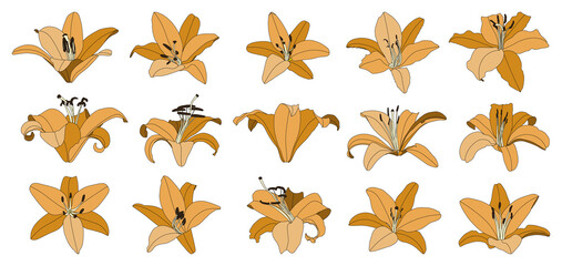 Set of isolated hand drawn orange lily flower vector