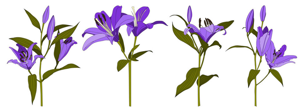 Set of isolated hand drawn purple lily flower vector