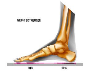Foot weight distribution. Normal arch foot bones realistic skeleton medial view.