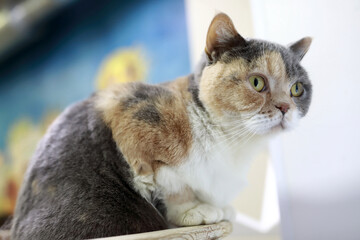 Serious british shorthair cat at home