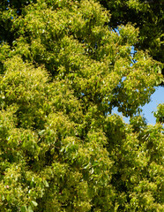 Shiny evergreen leaves of false camphor tree (Cinnamomum glanduliferum) orNepalese camphor tree. Adler Arboretum 