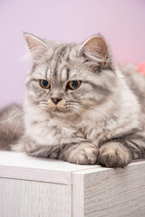  Cute Persian cat portrait sitting on the dresser