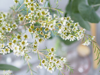 Close up shot of a white wax flower