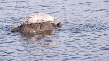 Fototapeta premium Wild spotted fur seal sleeping on rock in water, pacific harbor sea lion resting by ocean beach, Monterey wildlife, California coast fauna, USA. Young pup, marine animal in freedom or natural habitat.
