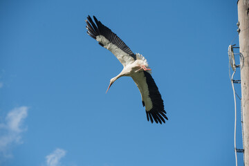 White stork in flight against a blue sky