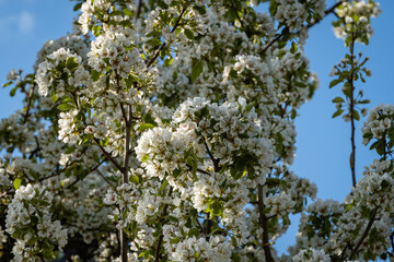 Large inflorescences of white flowers on branches of old apple tree against blue spring sky. Blurred background. Selective focus Close-up. Selective focus. Nature concept for design.