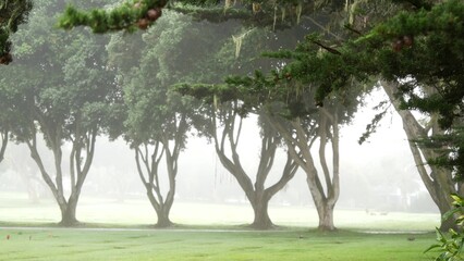 Coniferous cypress pines in fog, misty mysterious forest, woodland or grove. Row of trees in foggy rainy weather, calm haze in Monterey, California USA. Lace lichen moss hanging. Tranquil atmosphere.