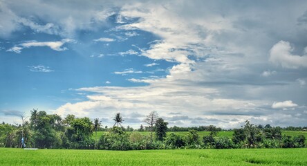 Obraz premium rice field and blue sky at badung, bali
