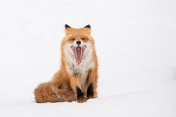 春のキタキツネ