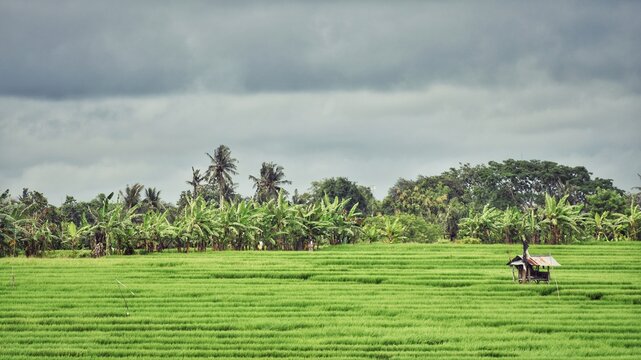 Rice Field In Badung, Bali
