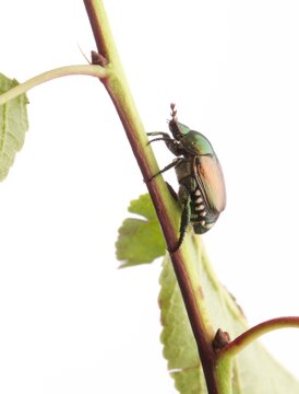 Popillia japonica, coleottero