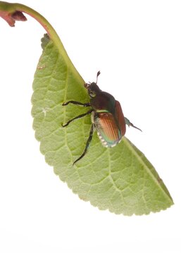 Popillia japonica, coleottero
