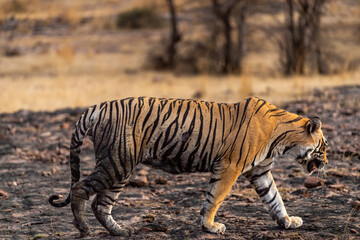 Naklejka na ściany i meble wild bengal male tiger side profile closeup strolling in evening outdoor jungle safari at ranthambore national park or tiger reserve sawai madhopur rajasthan india - panthera tigris tigris
