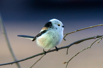 Long-tailed tit (Aegithalos caudatus) on branch, Czech Republic, Europe
