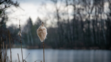 Typha in nature