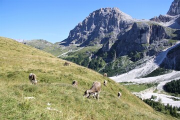 Obraz premium free cows grazing in the mountains 
