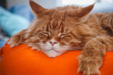 A red Maine coon cat sleeping on an orange bean bag chair