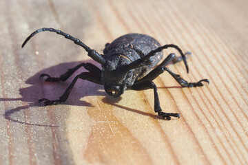 Hylotrupes Beetle also known as Hylotrupes Bajulus On A Timber Board Macro Shot