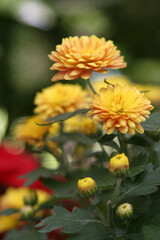 Yellow Chrysanthemum flowers (Chrysanthemum indicum L.) with blurry the background