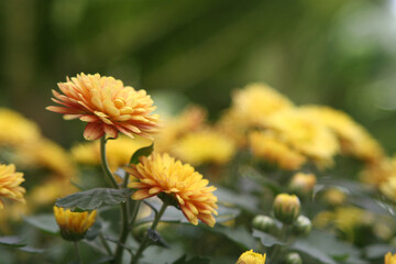Yellow Chrysanthemum flowers (Chrysanthemum indicum L.) with blurry background