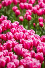 Fototapeta premium tulipes