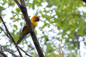 beautiful colorful parrot on the tree