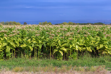 Fototapeta na wymiar Tobacco field, Armenia