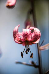 Lilium martagon flower in Eyne, Cerdagne, Pyrenees, France