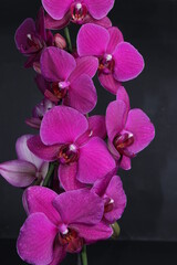Naklejka na ściany i meble Purple orchid flowers isolated on a black background. Bright spring flowers