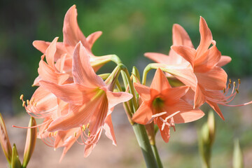 orange flowers in the garden