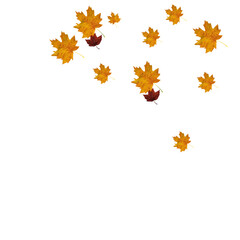 Autumn maple leaves isolated on a white background