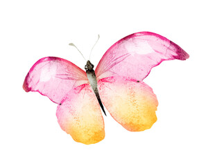 Fototapeta premium Color watercolor butterfly , isolated on the white background