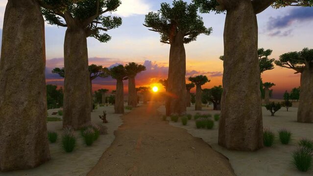 aobab Trees Forest, Time Lapse at Twilight, Famous Avenue of the Baobabs in Madagascar, Africa