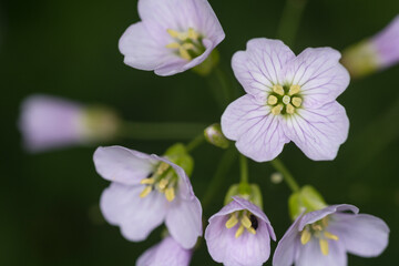 Close up of group of cuckoo flowers. Cardamine. Lady's smock. Mayflower. Garden. Botany