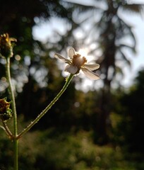 Natural light on a flower 