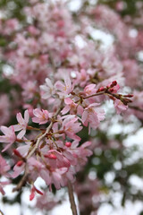 鎌倉の春。長勝寺の桜。	

