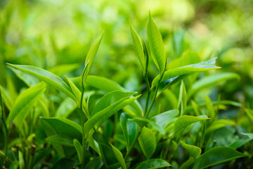 Fototapeta na wymiar Young leaves on tea bush at plantation