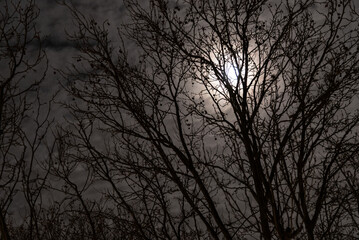 Mondschein hinter einer Baumkrone