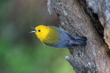 The prothonotary warbler (Protonotaria citrea) is a small songbird of the New World warbler family.