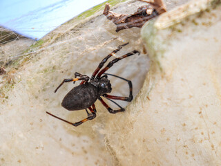 Spider and Web on the Roof