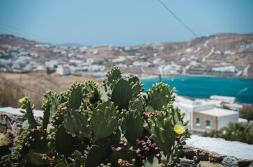 Cactus blooming on the Greek island, arid landscape. Sightings of Mykonos Island in Greece are of vivid whitewashed houses with vibrant blue doors and window frames