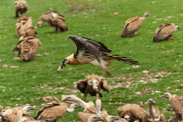 Gypa&egrave;te barbu,.Gypaetus barbatus, Bearded Vulture, Vautour fauve,.Gyps fulvus, Griffon Vulture