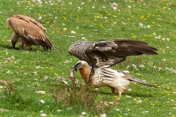 Gypaète barbu,.Gypaetus barbatus, Bearded Vulture, Vautour fauve,.Gyps fulvus, Griffon Vulture