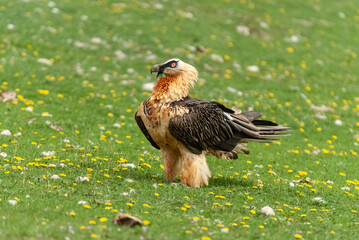 Gypaète barbu,.Gypaetus barbatus, Bearded Vulture, Vautour fauve,.Gyps fulvus, Griffon Vulture