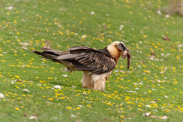 Gypaète barbu,.Gypaetus barbatus, Bearded Vulture