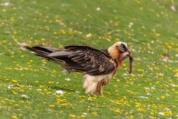 Gypaète barbu,.Gypaetus barbatus, Bearded Vulture