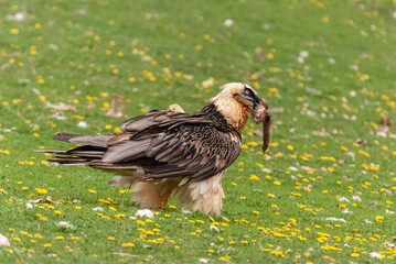 Gypaète barbu,.Gypaetus barbatus, Bearded Vulture